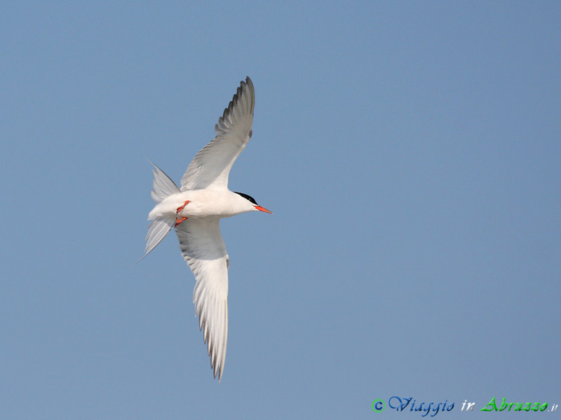 34 - Sterna comune.jpg - Sterna comune (Sterna hirundo) -Common tern-