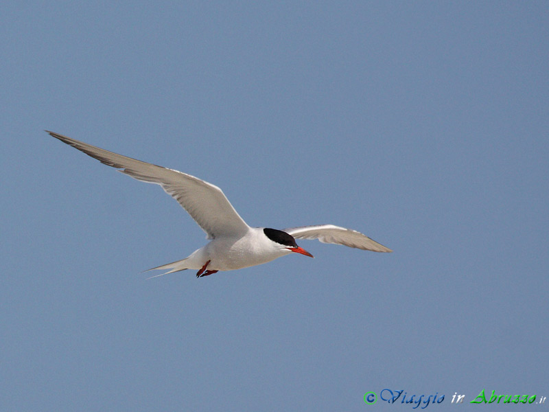 35 - Sterna comune.jpg - Sterna comune (Sterna hirundo) -Common tern-