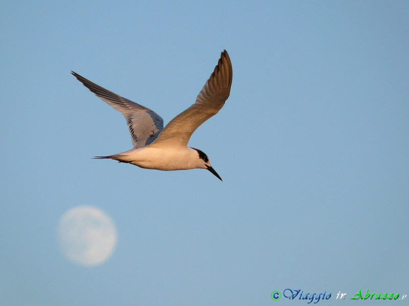 41 - Beccapesci.jpg - Beccapesci (Sterna sandvicensis) -Sandwich tern-