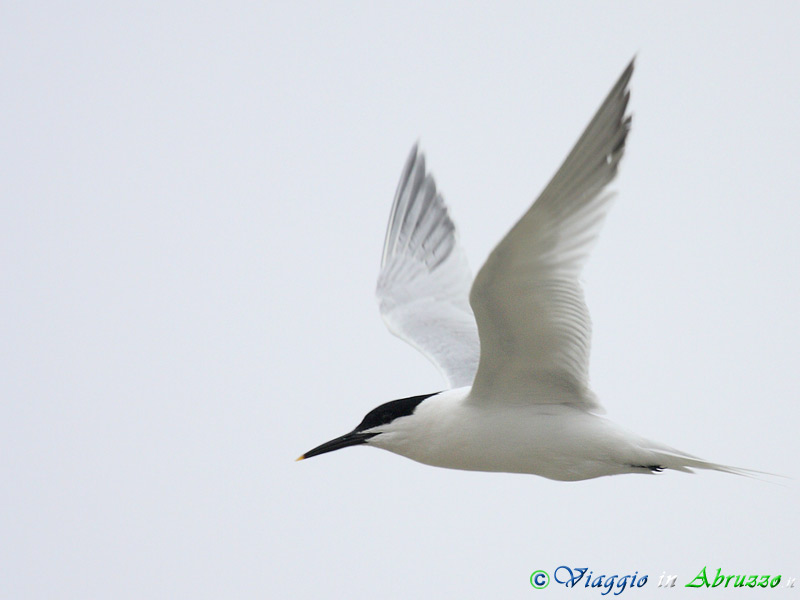 42 - Beccapesci.jpg - Beccapesci (Sterna sandvicensis) -Sandwich tern-