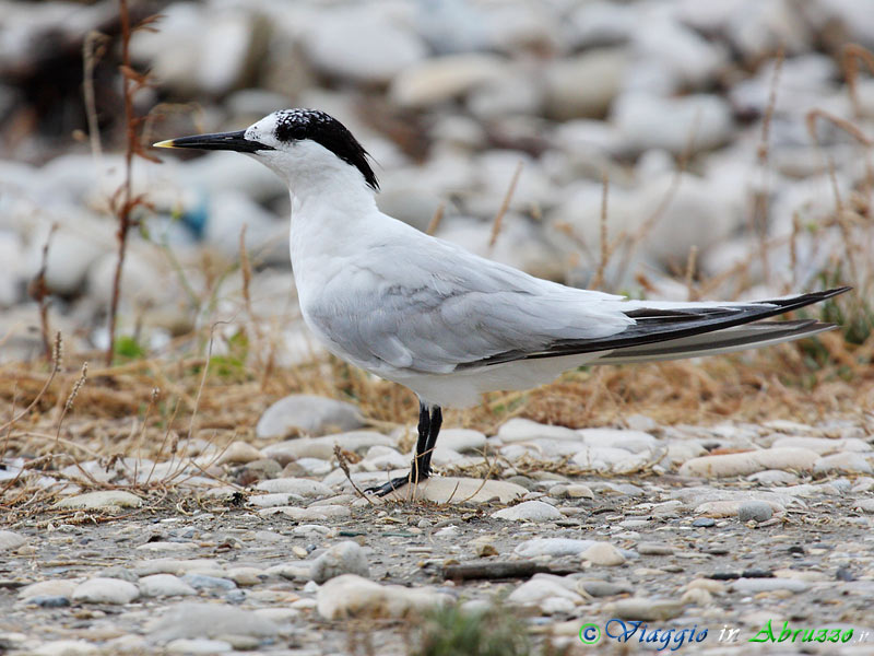 43 - Beccapesci.jpg - Beccapesci (Sterna sandvicensis) -Sandwich tern-