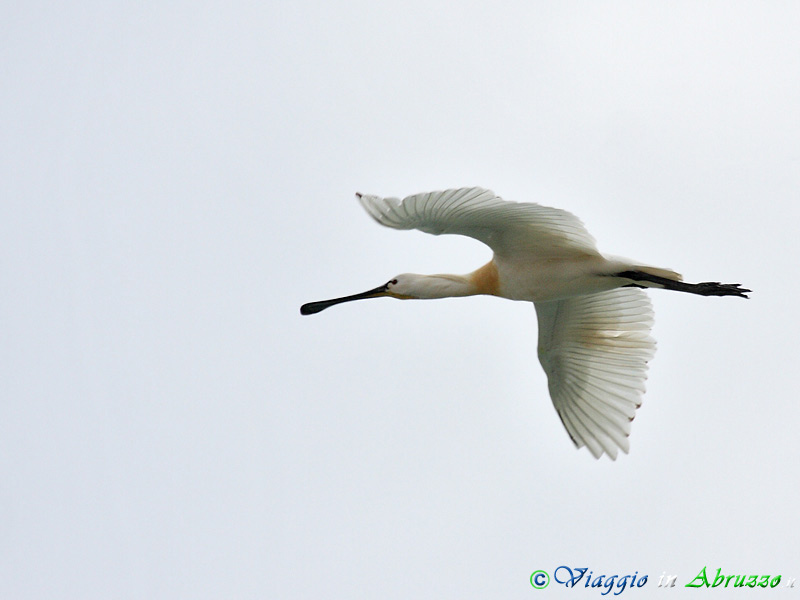 08 - Spatola.jpg - Spatola (Platalea leucorodia) -Spoonbill-