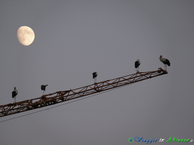 15 - Cicogna bianca.jpg - Cicogna bianca (Ciconia ciconia) -White Stork-