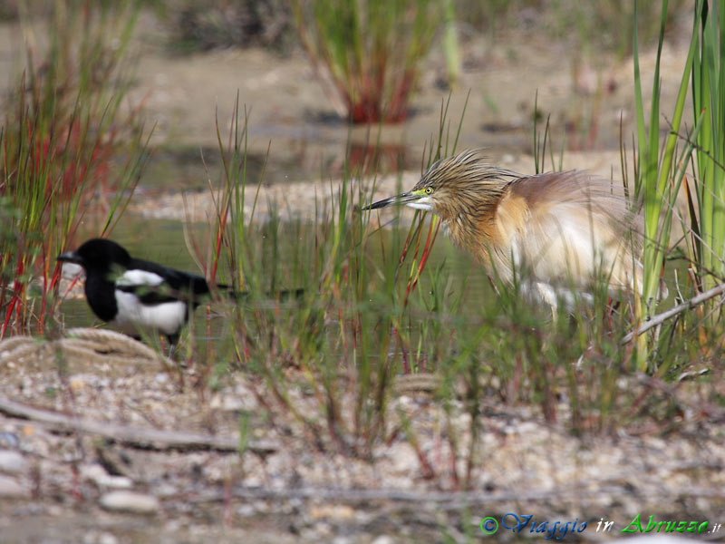 20 - Sgarza ciuffetto.jpg - Sgarza ciuffetto (Ardeola ralloides) -Squacco Heron-