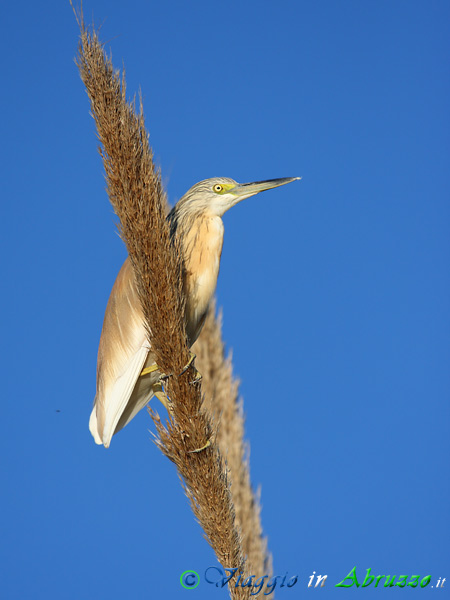 21 - Sgarza ciuffetto.jpg - Sgarza ciuffetto (Ardeola ralloides) -Squacco Heron-