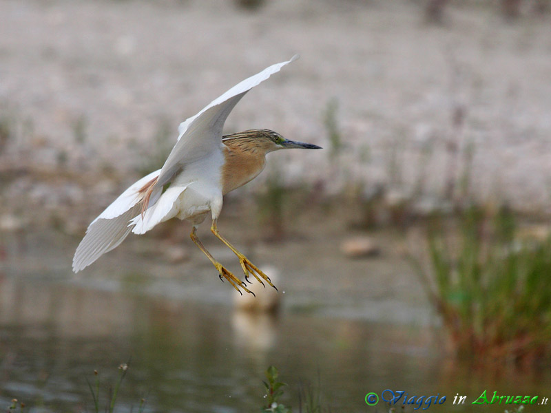 23 -  Sgarza ciuffetto.jpg - Sgarza ciuffetto (Ardeola ralloides) -Squacco Heron-