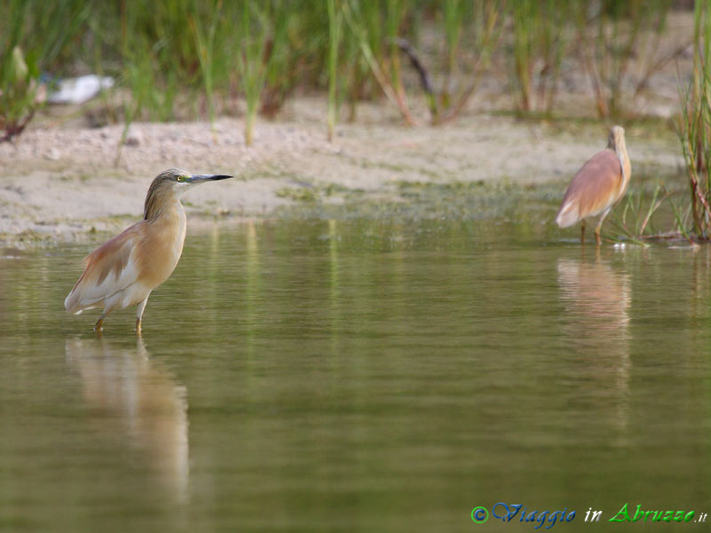 24 -  Sgarza ciuffetto.jpg - Sgarza ciuffetto (Ardeola ralloides) -Squacco Heron-