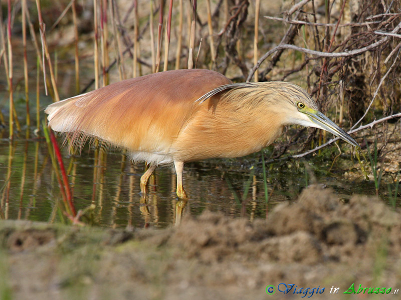 26 -  Sgarza ciuffetto.jpg - Sgarza ciuffetto (Ardeola ralloides) -Squacco Heron-