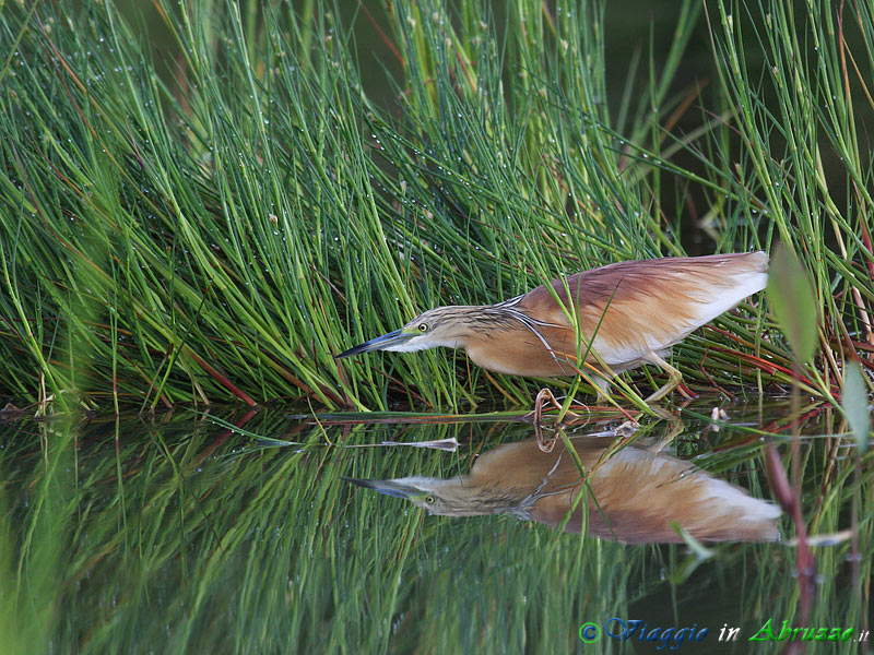 27 -  Sgarza ciuffetto.jpg - Sgarza ciuffetto (Ardeola ralloides) -Squacco Heron-