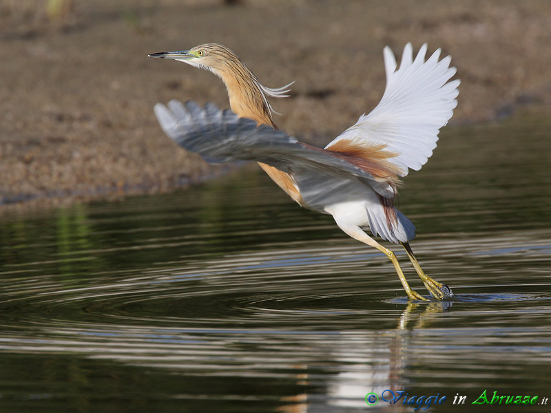 28 -  Sgarza ciuffetto.jpg - Sgarza ciuffetto (Ardeola ralloides) -Squacco Heron-