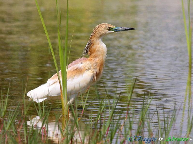 29 -  Sgarza ciuffetto.jpg - Sgarza ciuffetto (Ardeola ralloides) -Squacco Heron-