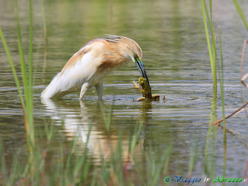 30 -  Sgarza ciuffetto.jpg - Sgarza ciuffetto (Ardeola ralloides) -Squacco Heron-