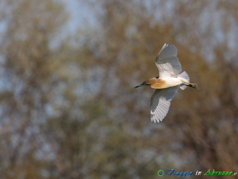 31 -  Sgarza ciuffetto.jpg - Sgarza ciuffetto (Ardeola ralloides) -Squacco Heron-