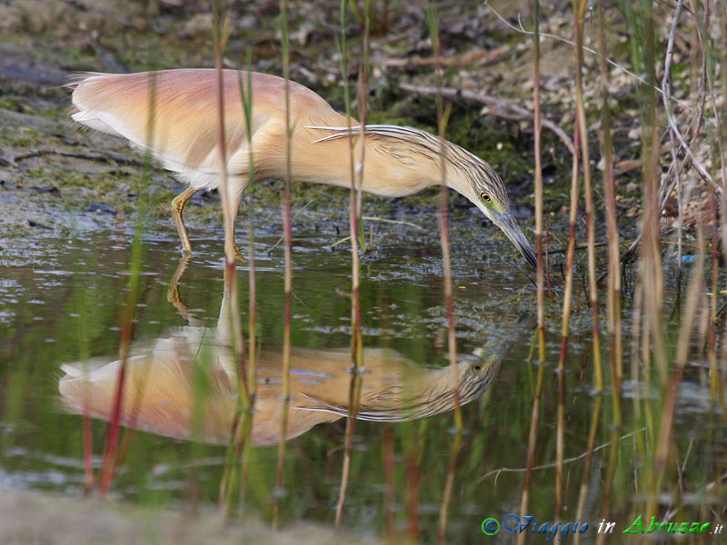 33 -  Sgarza ciuffetto.jpg - Sgarza ciuffetto (Ardeola ralloides) -Squacco Heron-