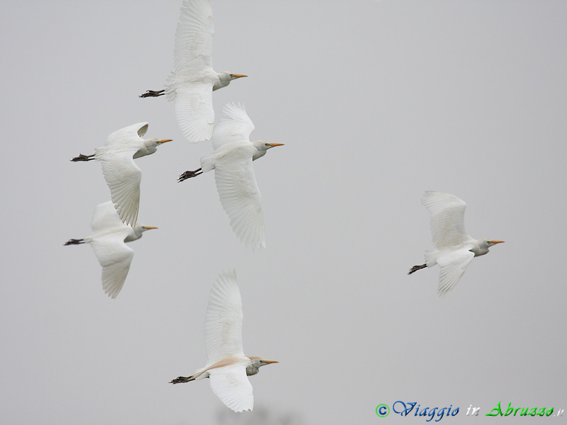 34 - Airone guardabuoi.jpg - Airone guardabuoi (Bubulcus ibis) -Cattle Egret-