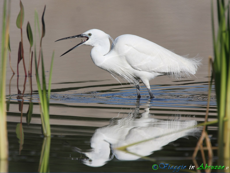 48 - Garzetta.jpg - Garzetta (Egretta garzetta) -Little Egret-