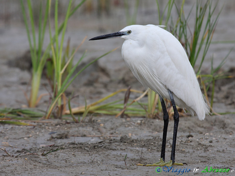 53 - Garzetta.jpg - Garzetta (Egretta garzetta) -Little Egret-