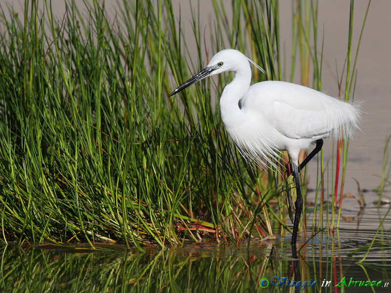 55 - Garzetta.jpg - Garzetta (Egretta garzetta) -Little Egret-