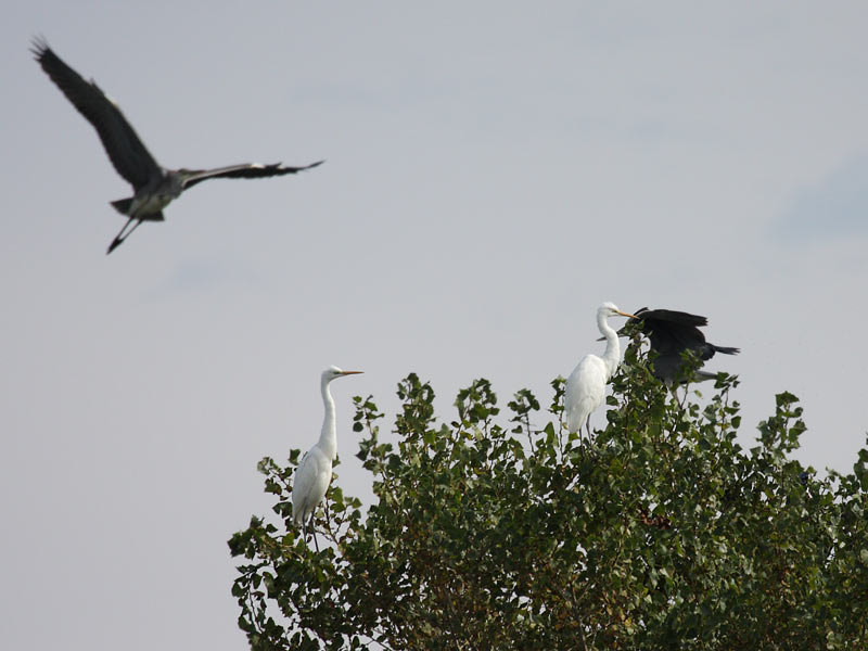 57 - Airone bianco maggiore.jpg - Airone bianco maggiore (Casmerodius albus) -Great White Egret-