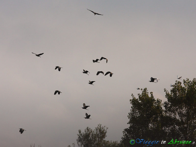 58 - Airone cenerino.jpg - Airone cenerino (Ardea cinerea) -Grey Heron-