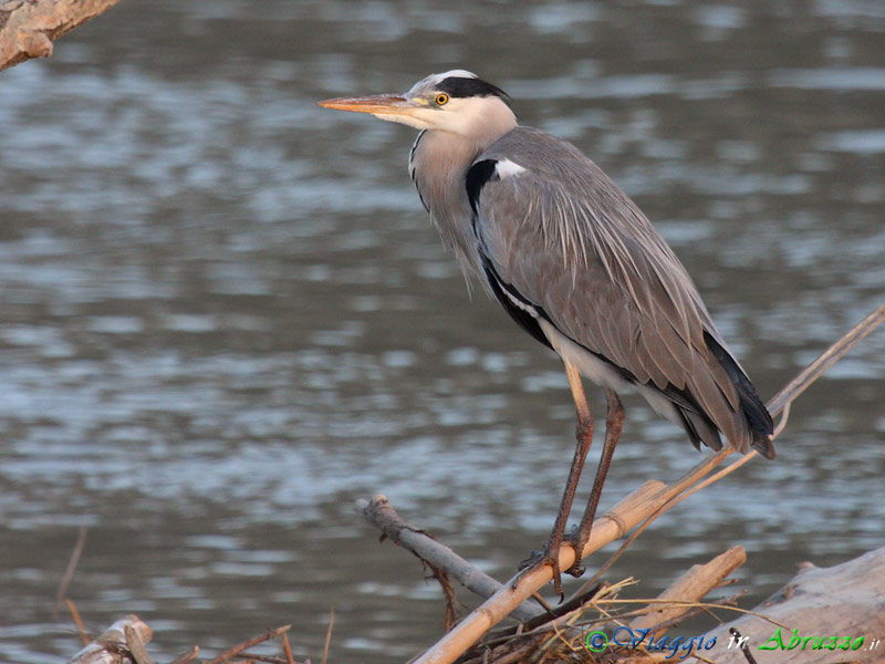 59 - Airone cenerino.jpg - Airone cenerino (Ardea cinerea) -Grey Heron-