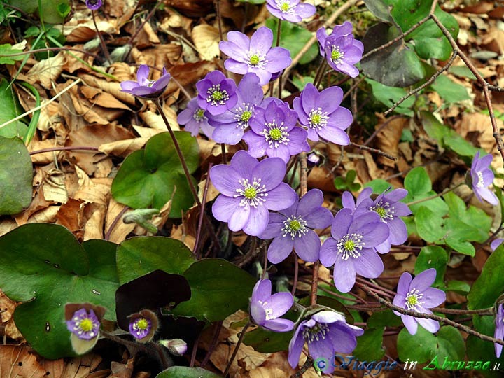 10-P1020275+.jpg - 10-P1020275+.jpg - Fiori selvatici nella 'Valle delle 100 Cascate'.