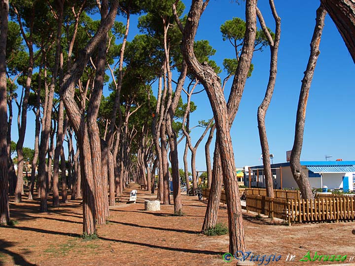 09-P9010134+.jpg - 09-P9010134+.jpg - La pineta che costeggia la spiaggia per diversi chilometri. Centinaia di pini secolari furono abbattuti o gravemente danneggiati dalla straordinaria nevicata del 29-30 Gennaio 2005.