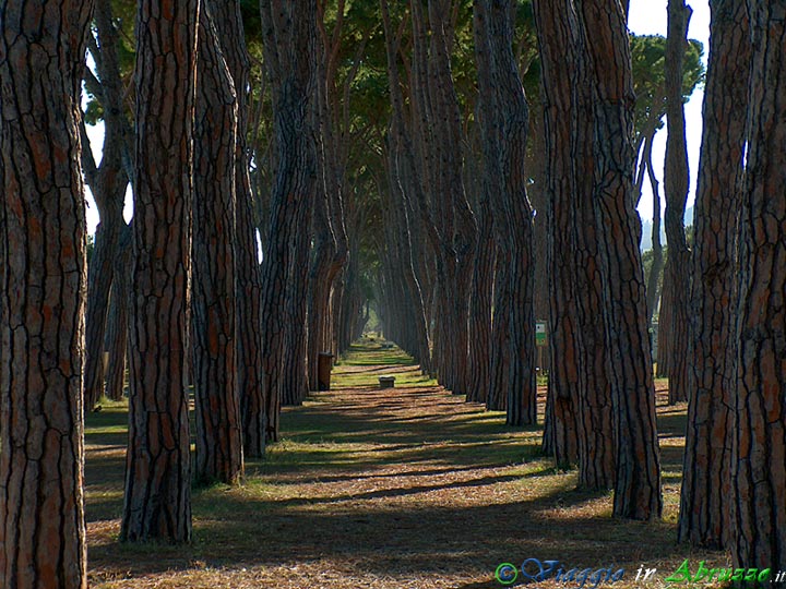 15-HPIM5383+.jpg - 15-HPIM5383+.jpg - La pineta che costeggia la spiaggia per diversi chilometri. Centinaia di alberi, molti dei quali ormai secolari, furono abbattuti o gravemente danneggiati dalla straordinaria nevicata del 29-30 Gennaio 2005.