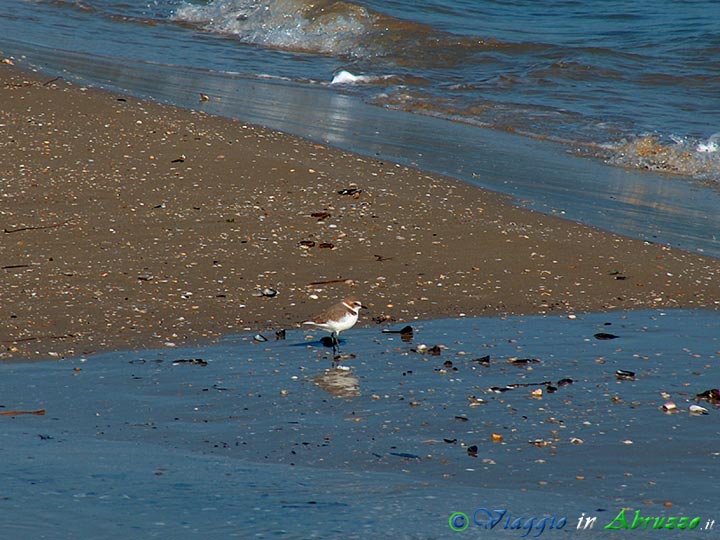 18-HPIM5373+.jpg - 18-HPIM5373+.jpg - Un "fratino" (Charadrius alexandrinus) sulla riva del mare nella zona di Cerrano (Foto Davide Ferretti).