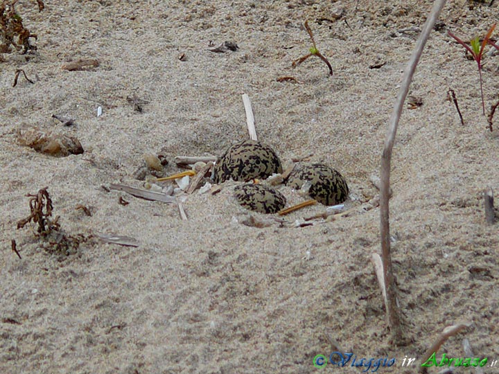 20-P1030324+.jpg - 20-P1030324+.jpg - Uova di "fratino" (Charadrius alexandrinus) sulle dune sabbiose vicino Cerrano (Foto Davide Ferretti).