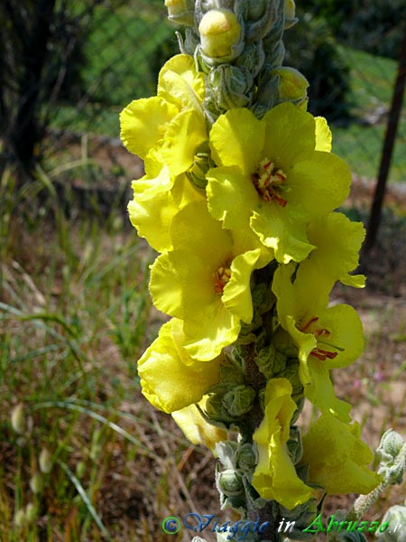 23-P1030279+.jpg - 23-P1030279+.jpg - Un "Verbascum niveum" sulle dune di Cerrano.