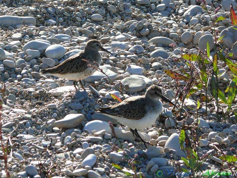 31-P1080963+.jpg - 31-P1080963+.jpg - "Piovanelli pancianera" (Calidris alpina) sulla foce del fiume Vomano, nella vicina frazione di Scerne (Foto Davide Ferretti).