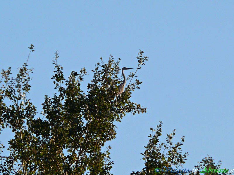 32-P1090244+.jpg - 32-P1090244+.jpg - Un Airone cenerino (Ardea cinerea) sulla foce del fiume Vomano, nella vicina frazione di Scerne (Foto Davide Ferretti).