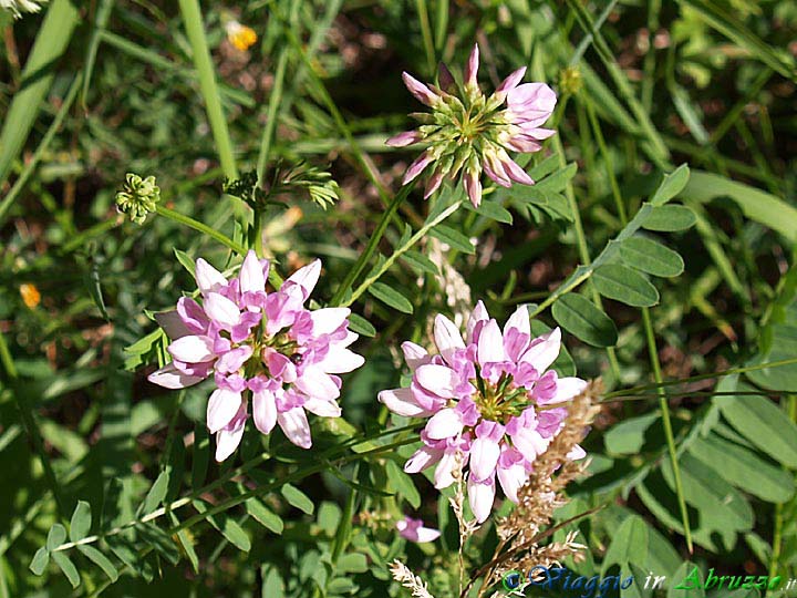 15-P6128673+.jpg - 15-P6128673+.jpg - Fiori selvatici tra i boschi in territorio di Tossicia.