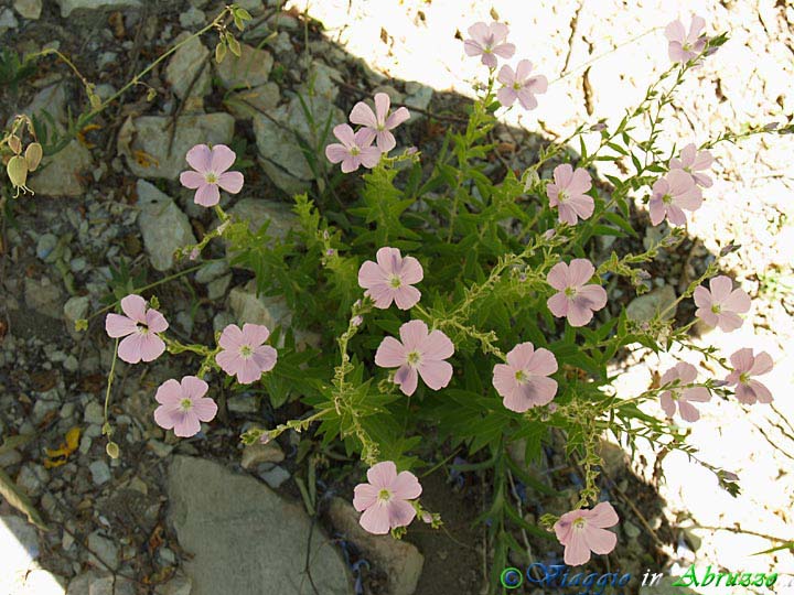 24-P6128654+.jpg - 24-P6128654+.jpg - Fiori selvatici tra i boschi di Tossicia.